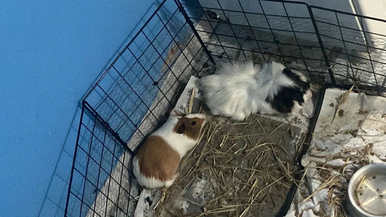 Dois porquinhos da índia fofinhos para adoção