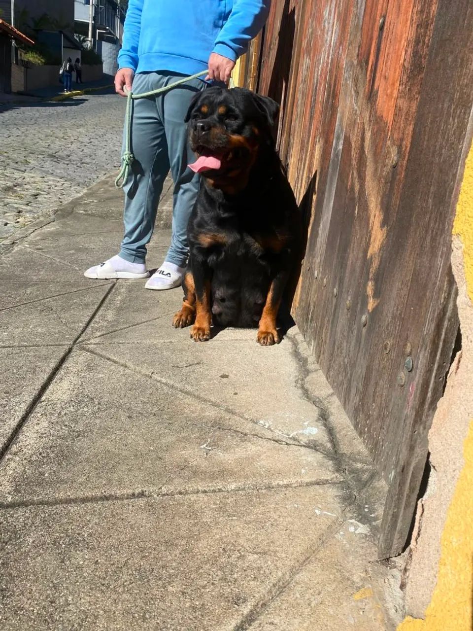 Filhote Fêmea de Rottweiler  - Foto 4