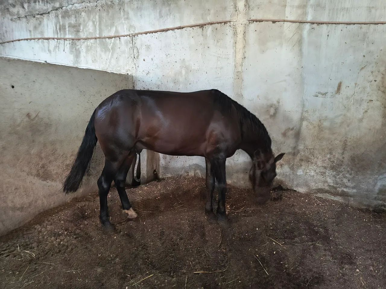Cavalo manga larga 