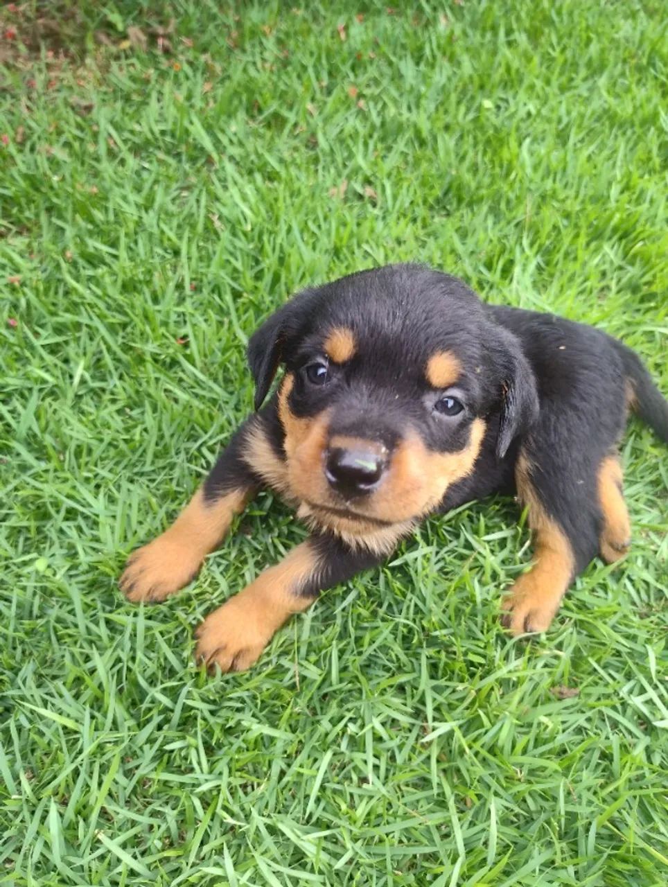 Rottweiler 