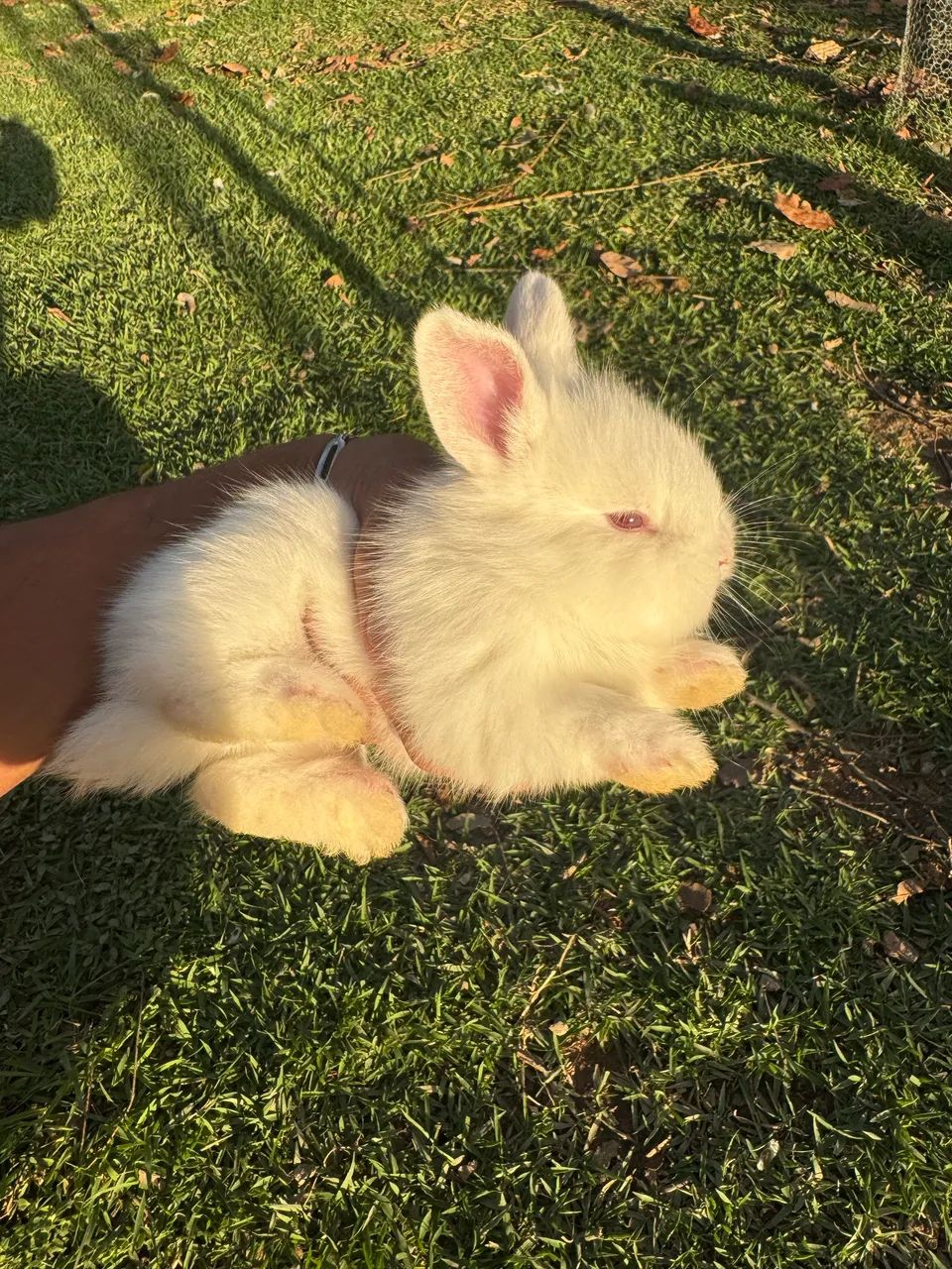 Vendo Coelhos