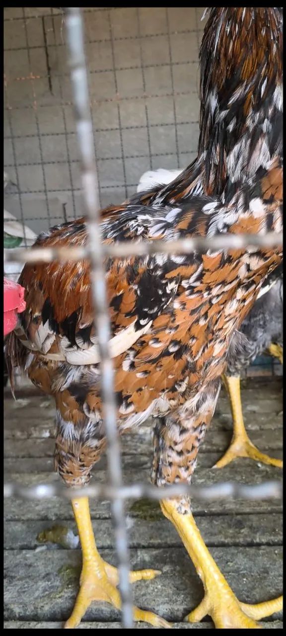 Frango Índio Gigante Mil Flores  - Foto 4