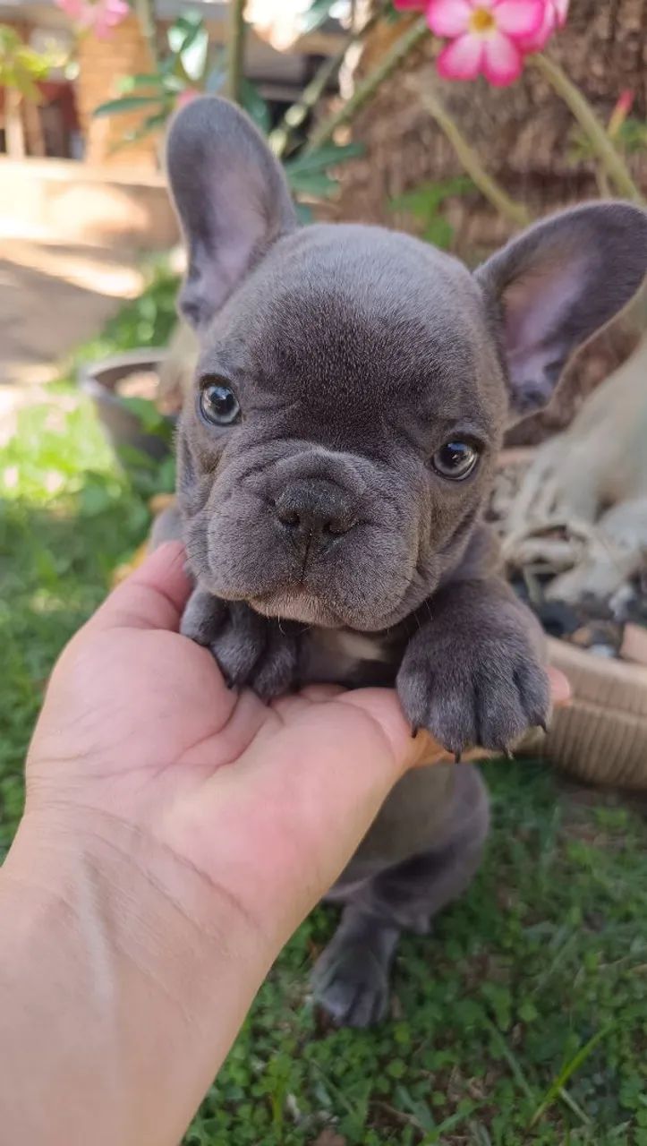 Buldogue francês blue  - Foto 2
