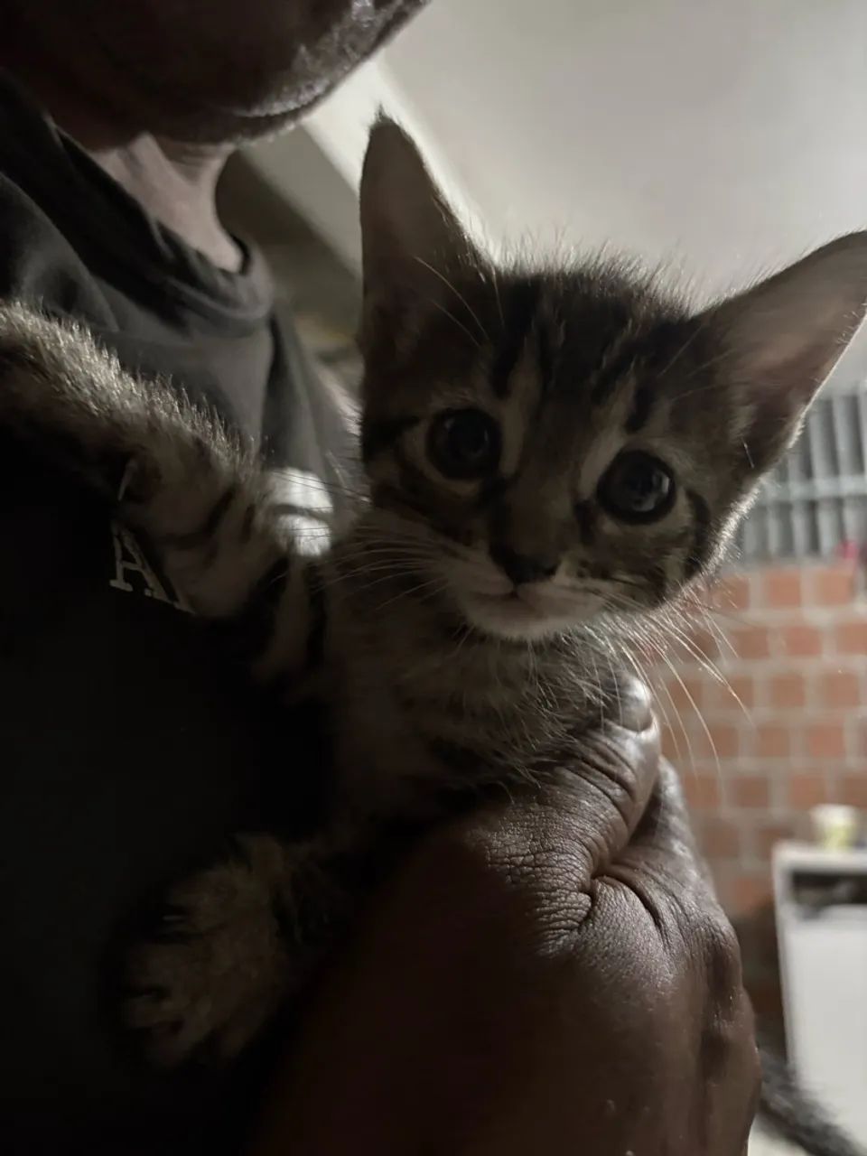 Gatos adoção 