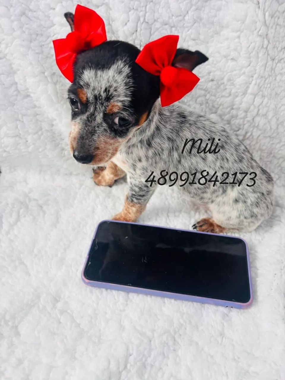 Lindas pinscher fêmeas 