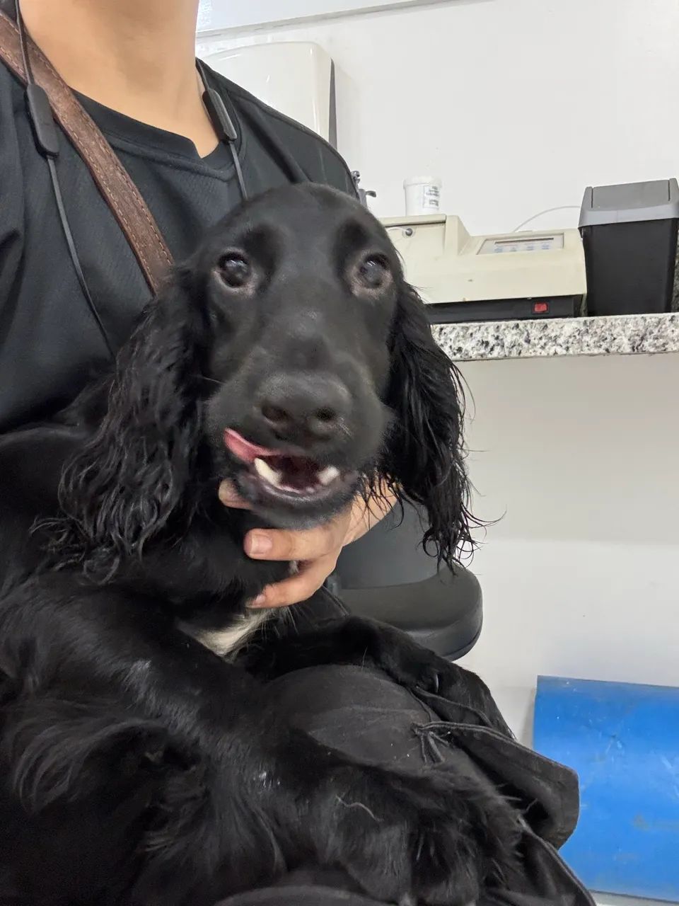 Cocker spaniel inglês  - Foto 5