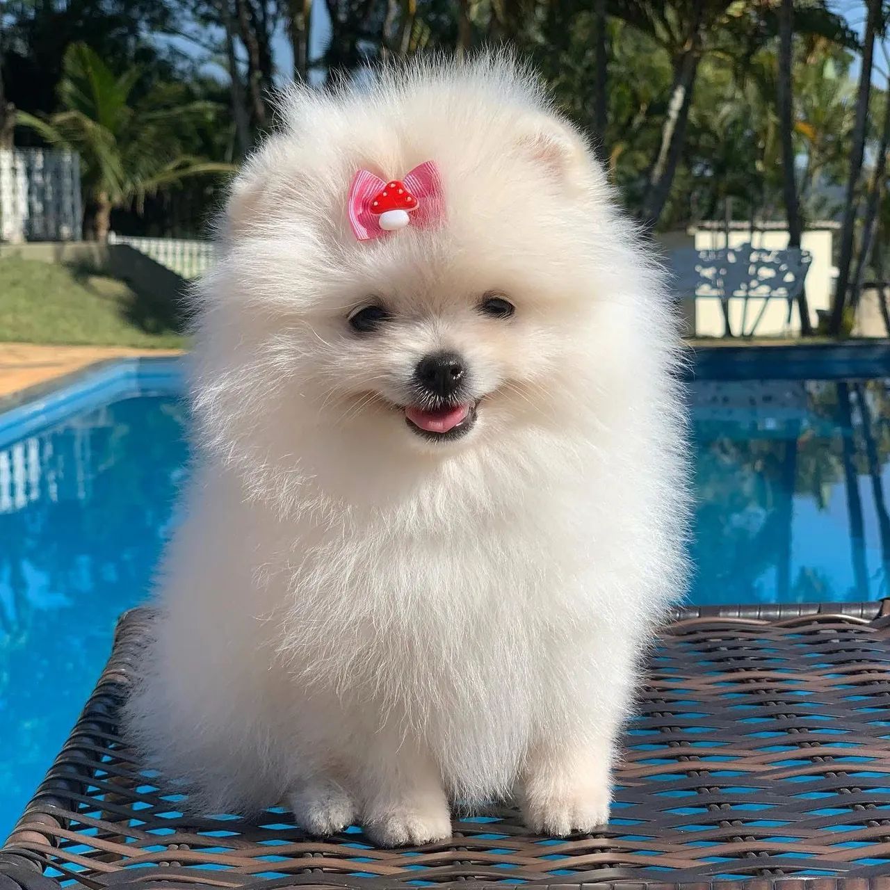 LULU POMERÂNIA com pedigree CBKC  - Foto 6