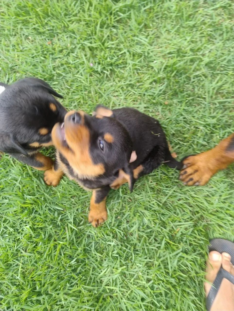 Rottweiler  - Foto 2