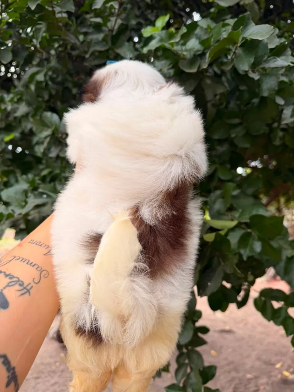 Shihtzu macho 