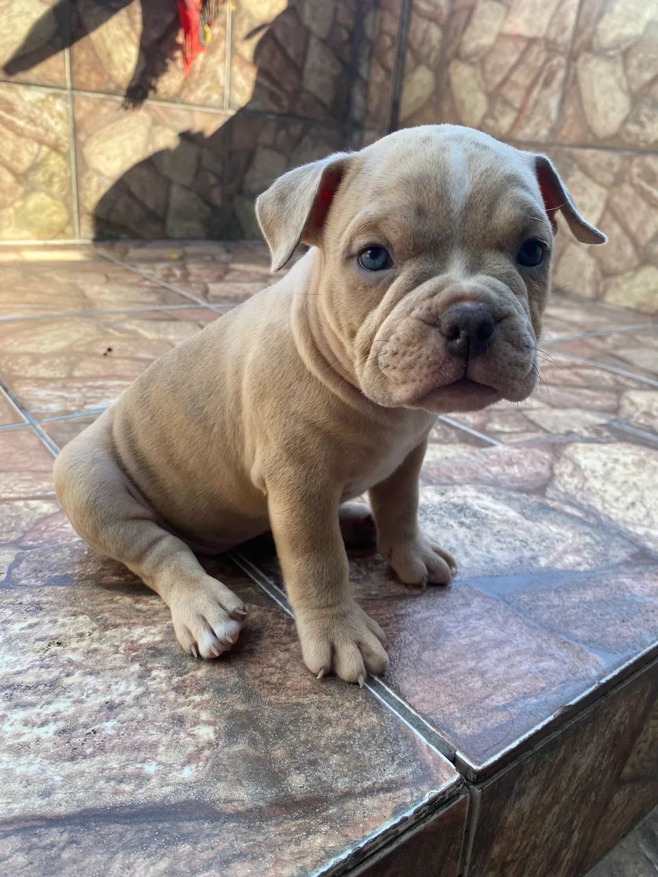 Exotic bully disponível 