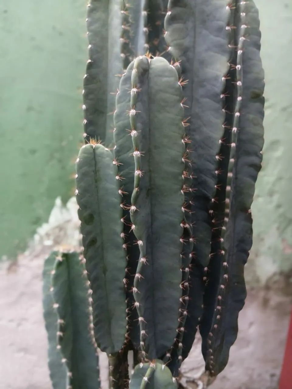 Mudas de cacto cereus - Foto 3