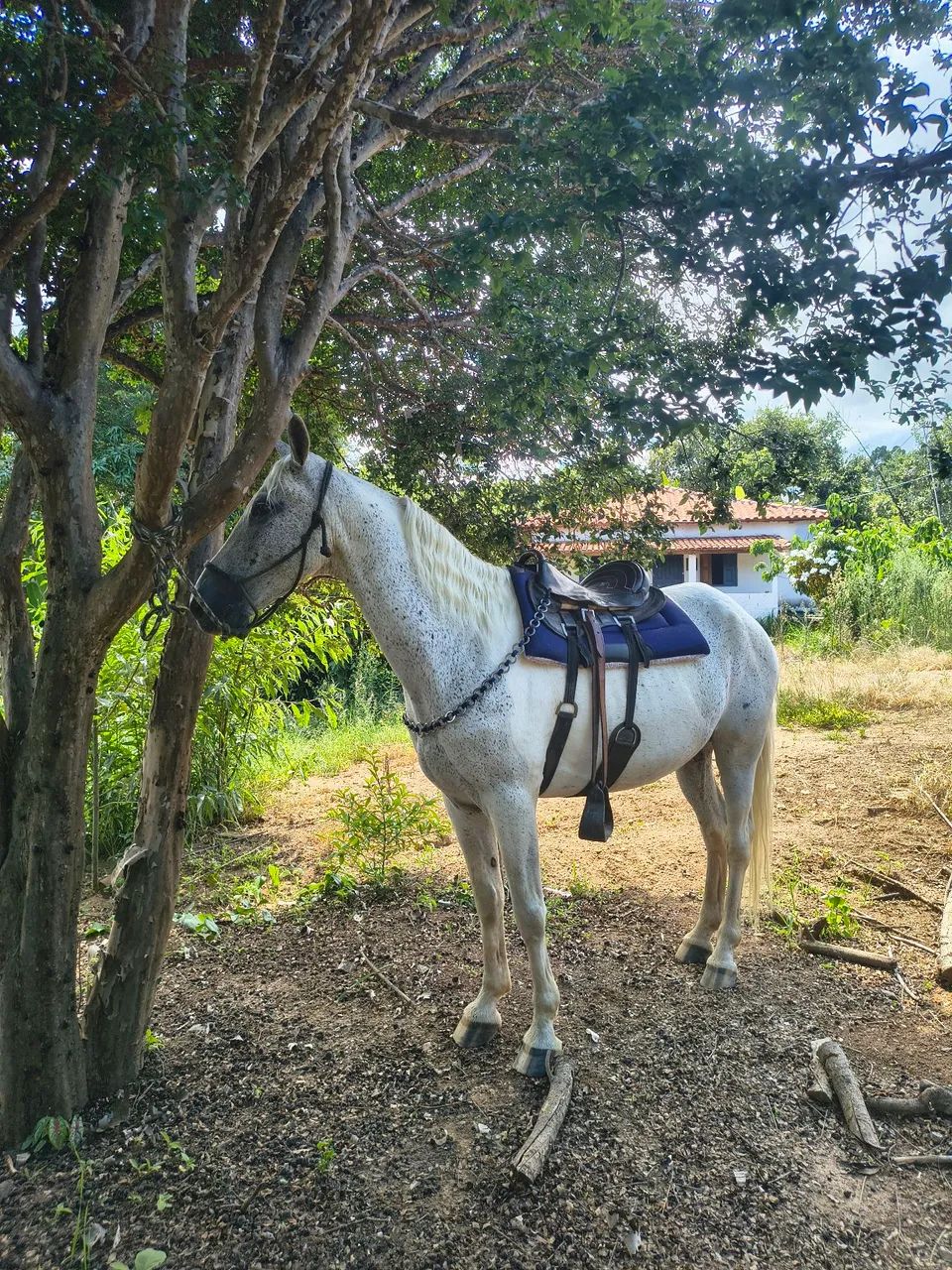 Cavalo castrado a venda !