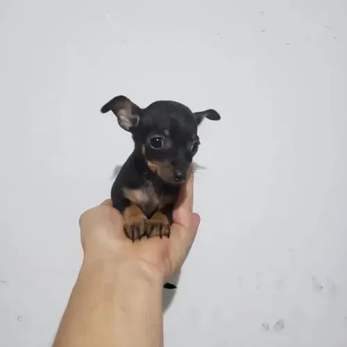 Pinscher macho disponível  - Foto 2