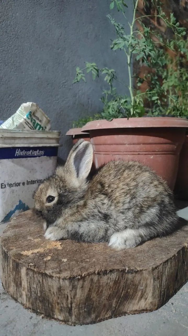Coelhos - Foto 3