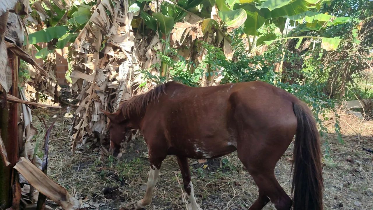 Égua boa - Foto 5