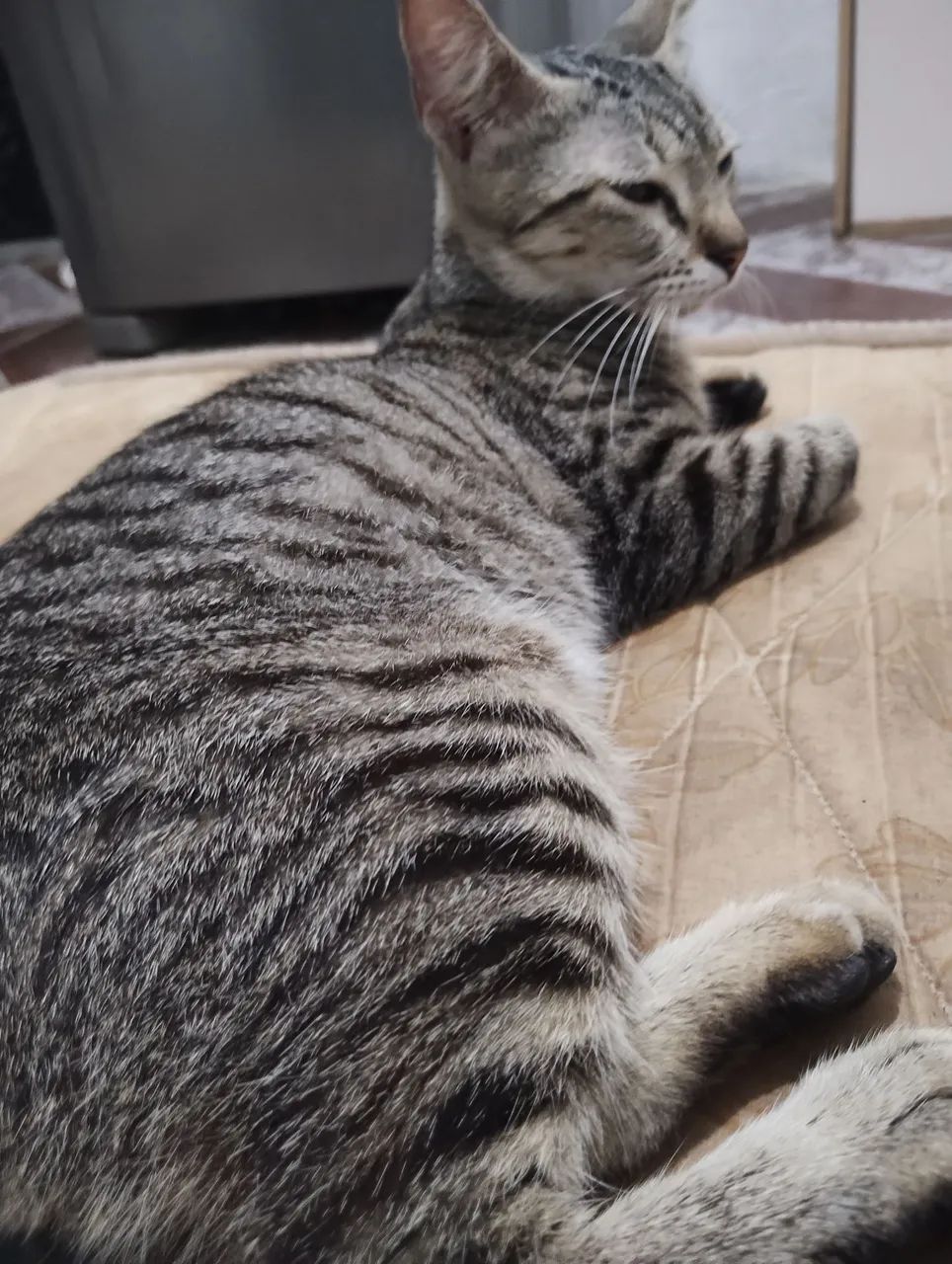Gatos - Foto 2
