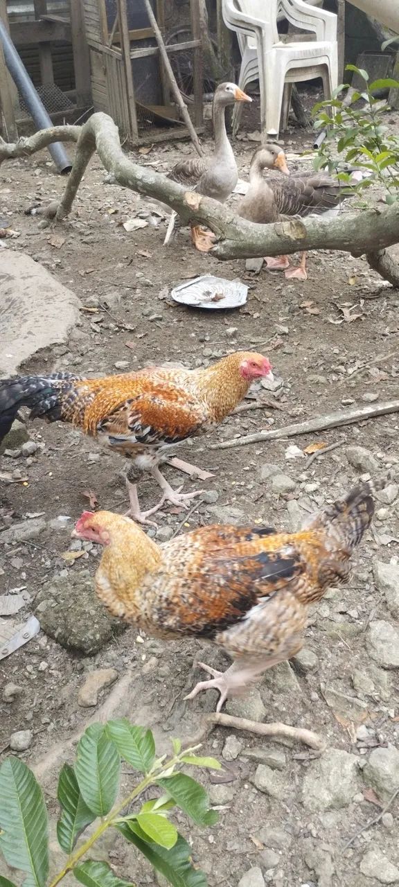 Galos