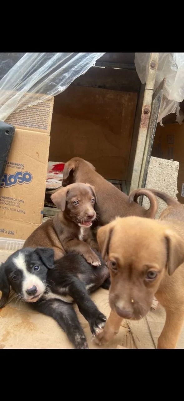 Adoção responsável  - Foto 4