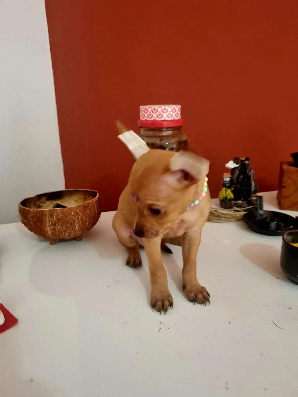 Pinscher mini Fêmea  - Foto 3