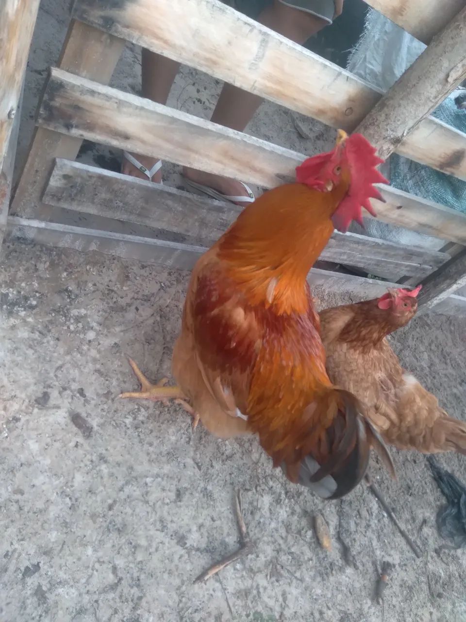 Frango?  150 reais  - Foto 2