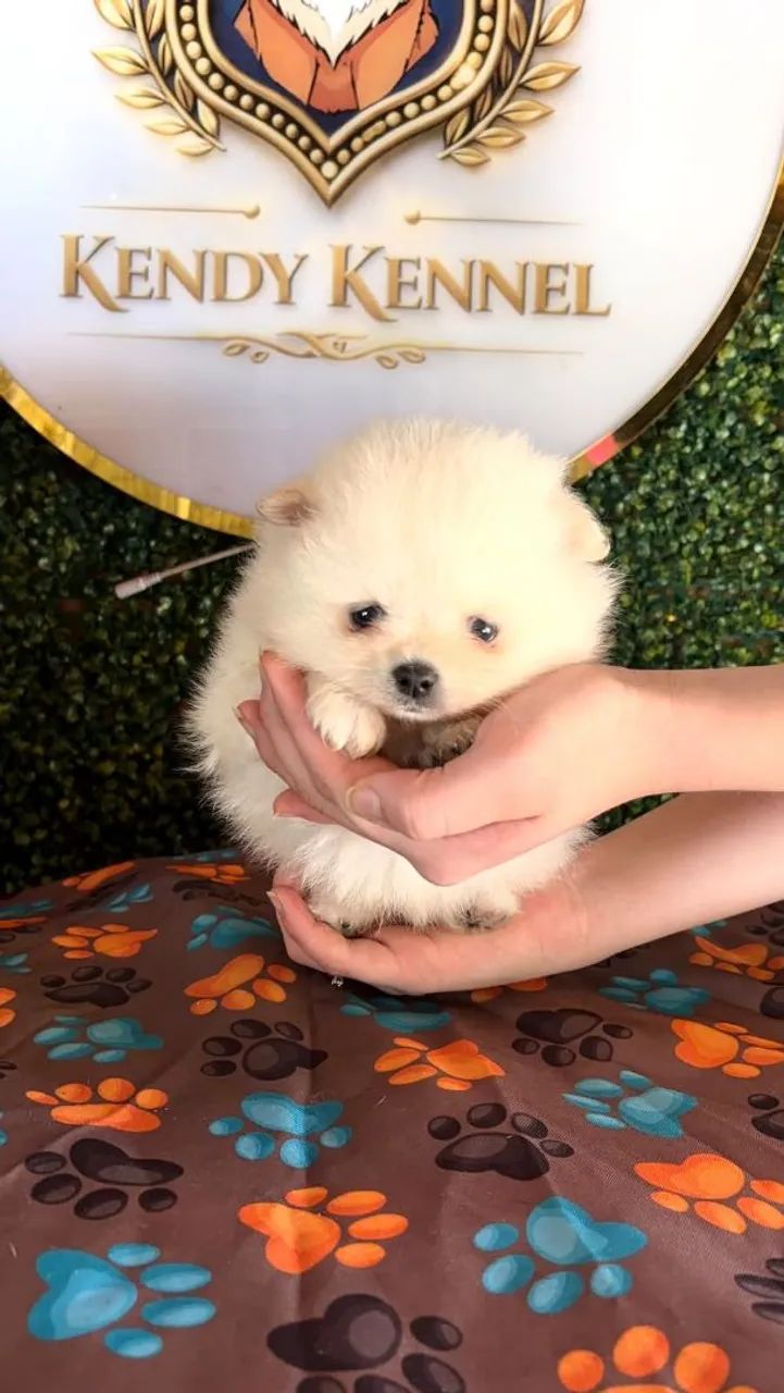 spitz alemão  - Foto 3