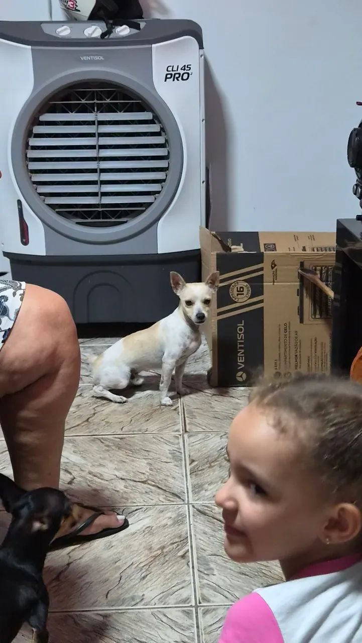 Pinscher macho N°2  - Foto 4