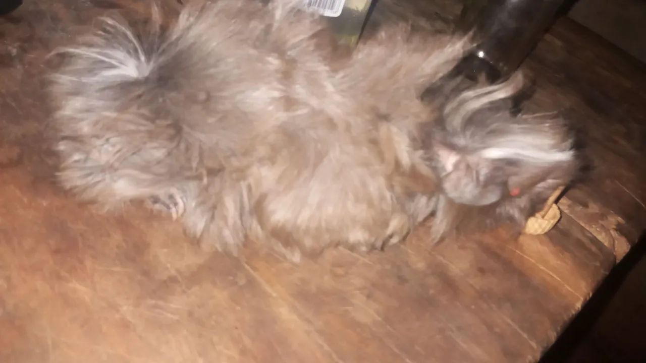 Porquinho da índia macho  - Foto 3