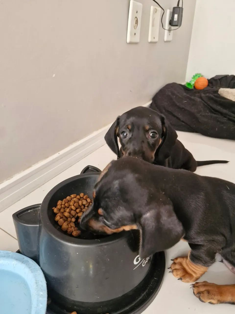 Cachorra salsicha (dachshund) - Foto 2