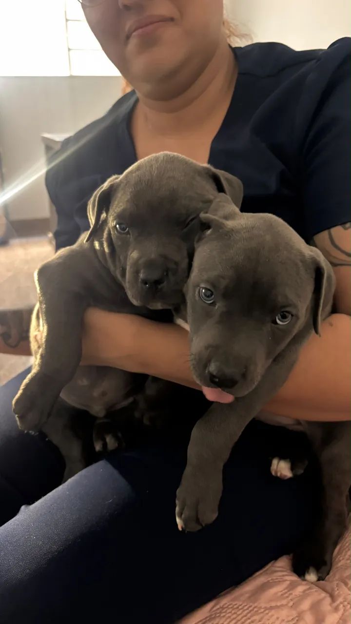 Filhote American Bully 