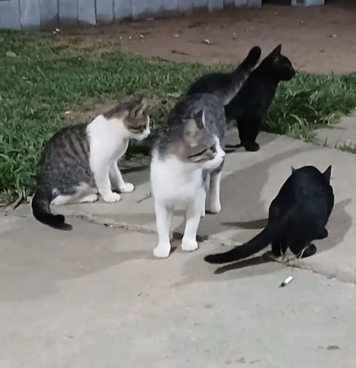 Gatos para doação  - Foto 5