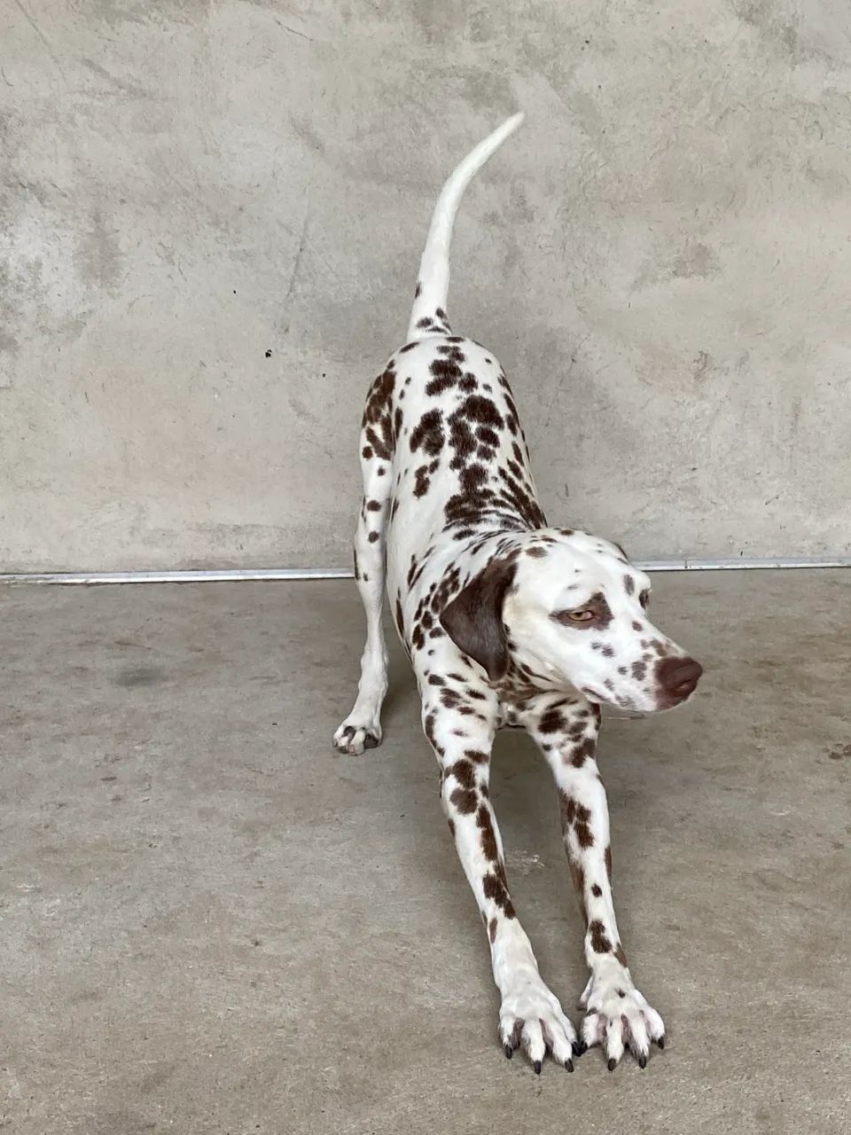 Dálmata e pit bull  - Foto 4