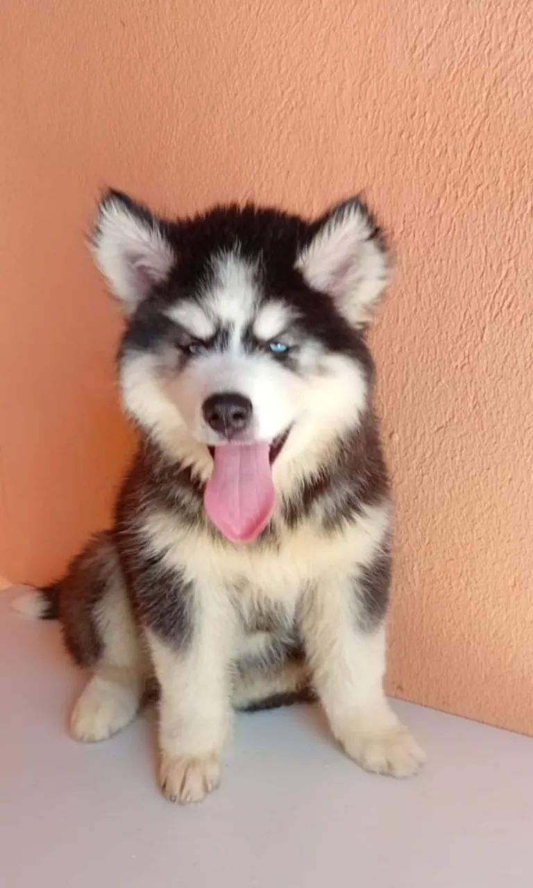 Husky siberiano macho disponível  - Foto 2
