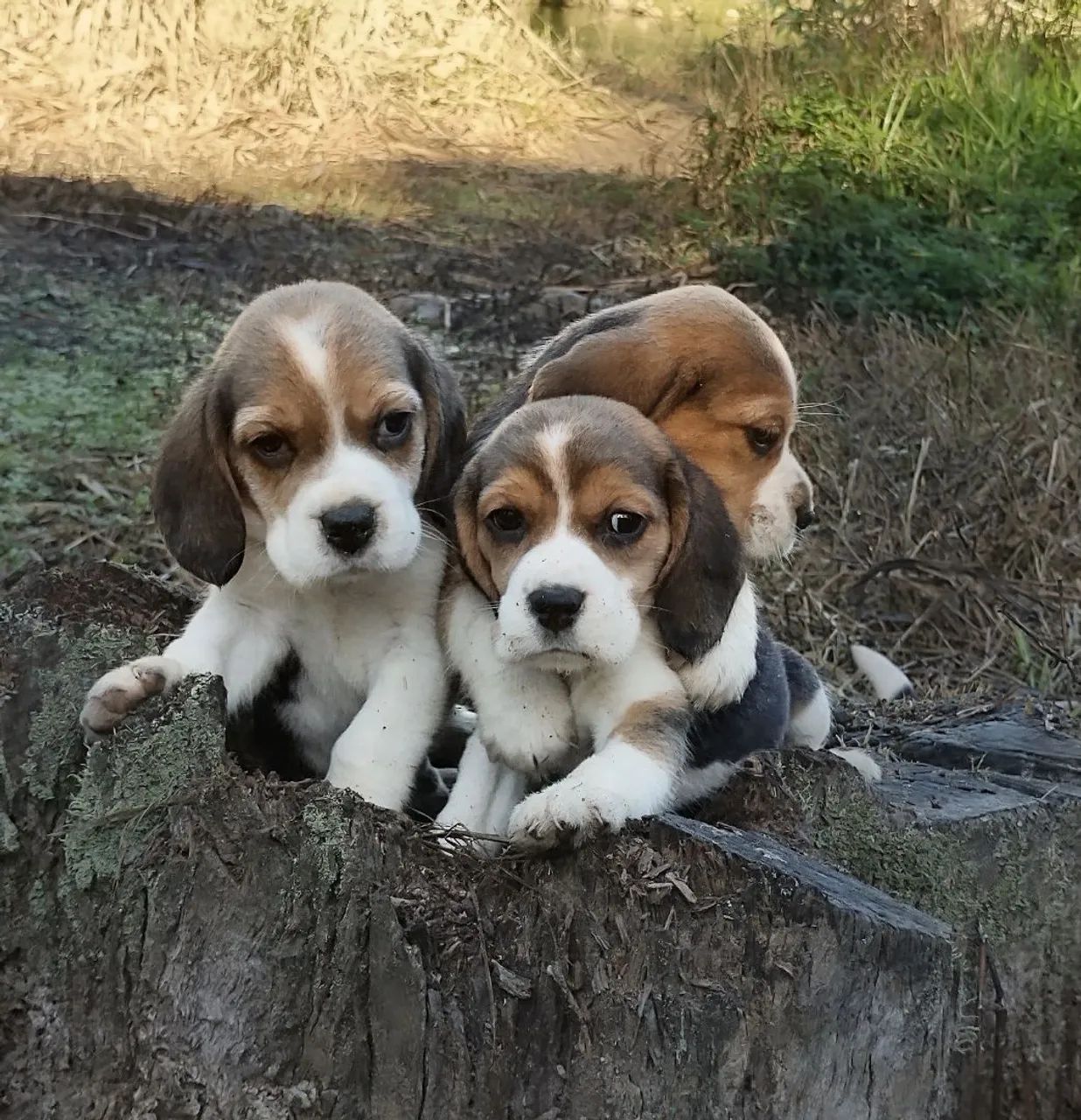 Filhotes de Beagle - Foto 4