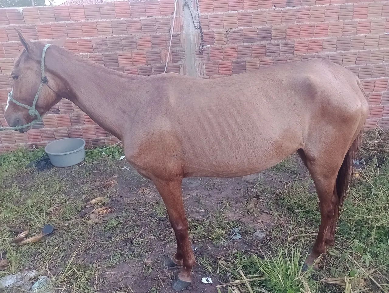 Égua 2.500$ - Foto 5