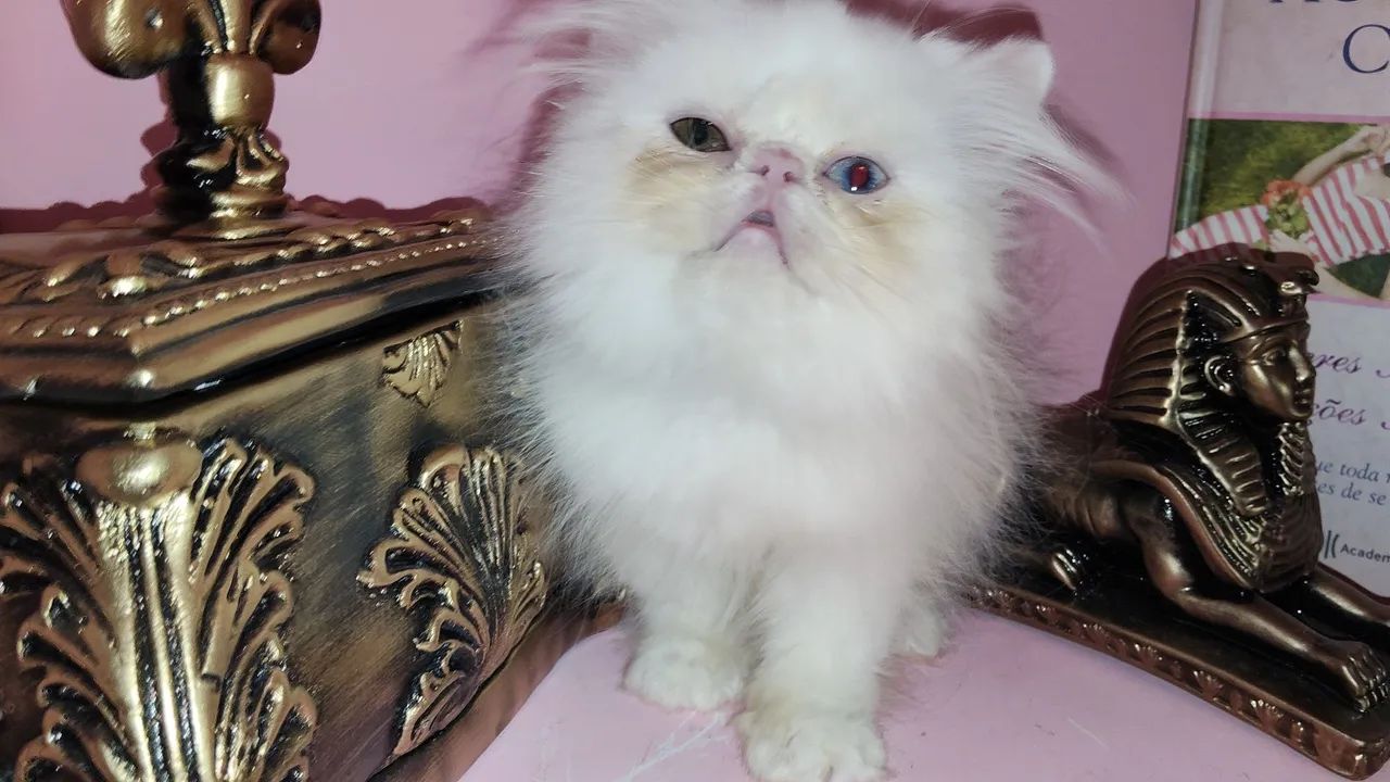 Gato  macho  - Foto 3