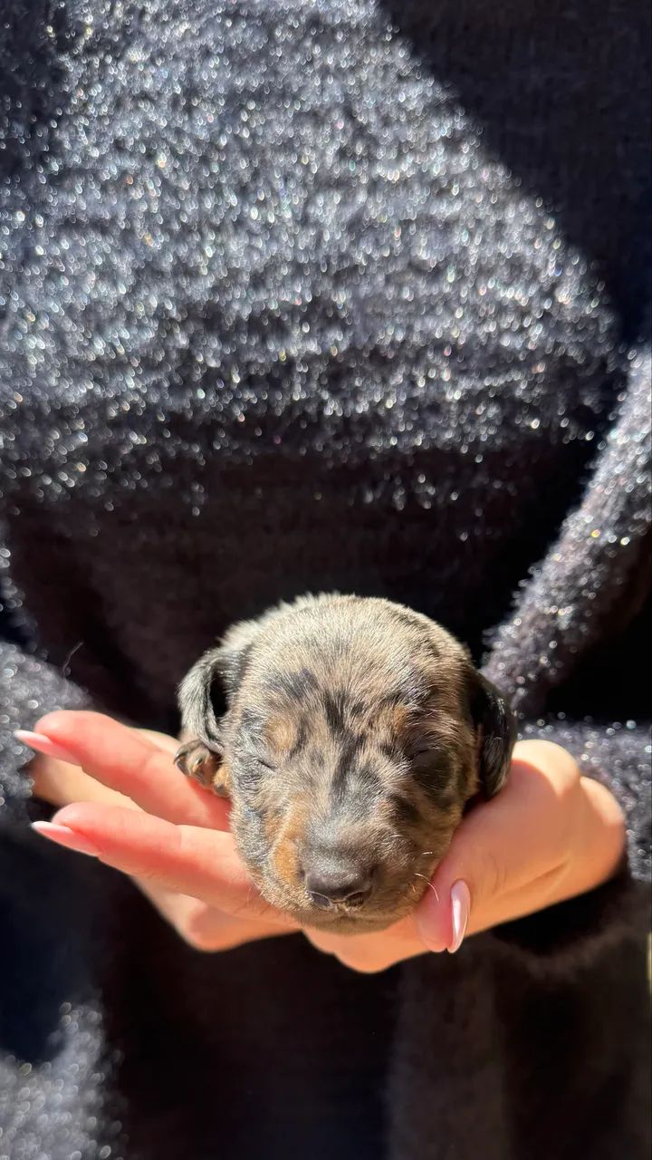 Dachshund macho a venda!! - Foto 2