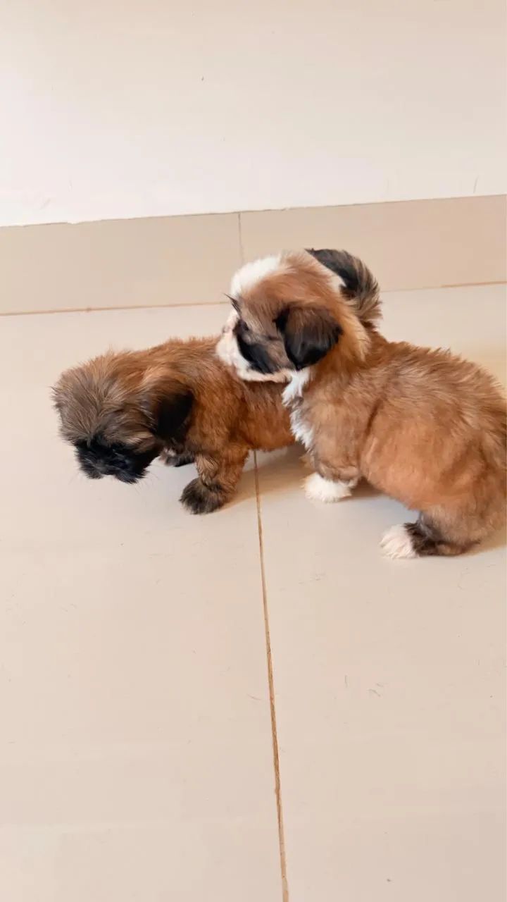 SHIHTZU ORIGINAL 350 REIAS  - Foto 2