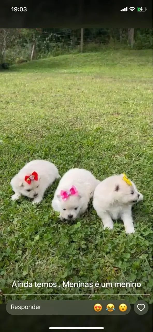 Spitz alemão  - Foto 2