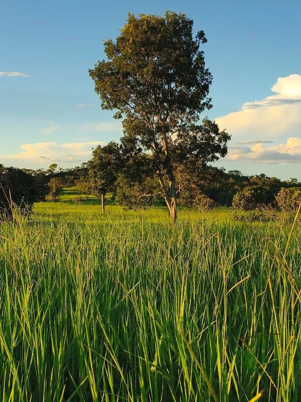 Fazenda - Crixás (GO) - Foto 5