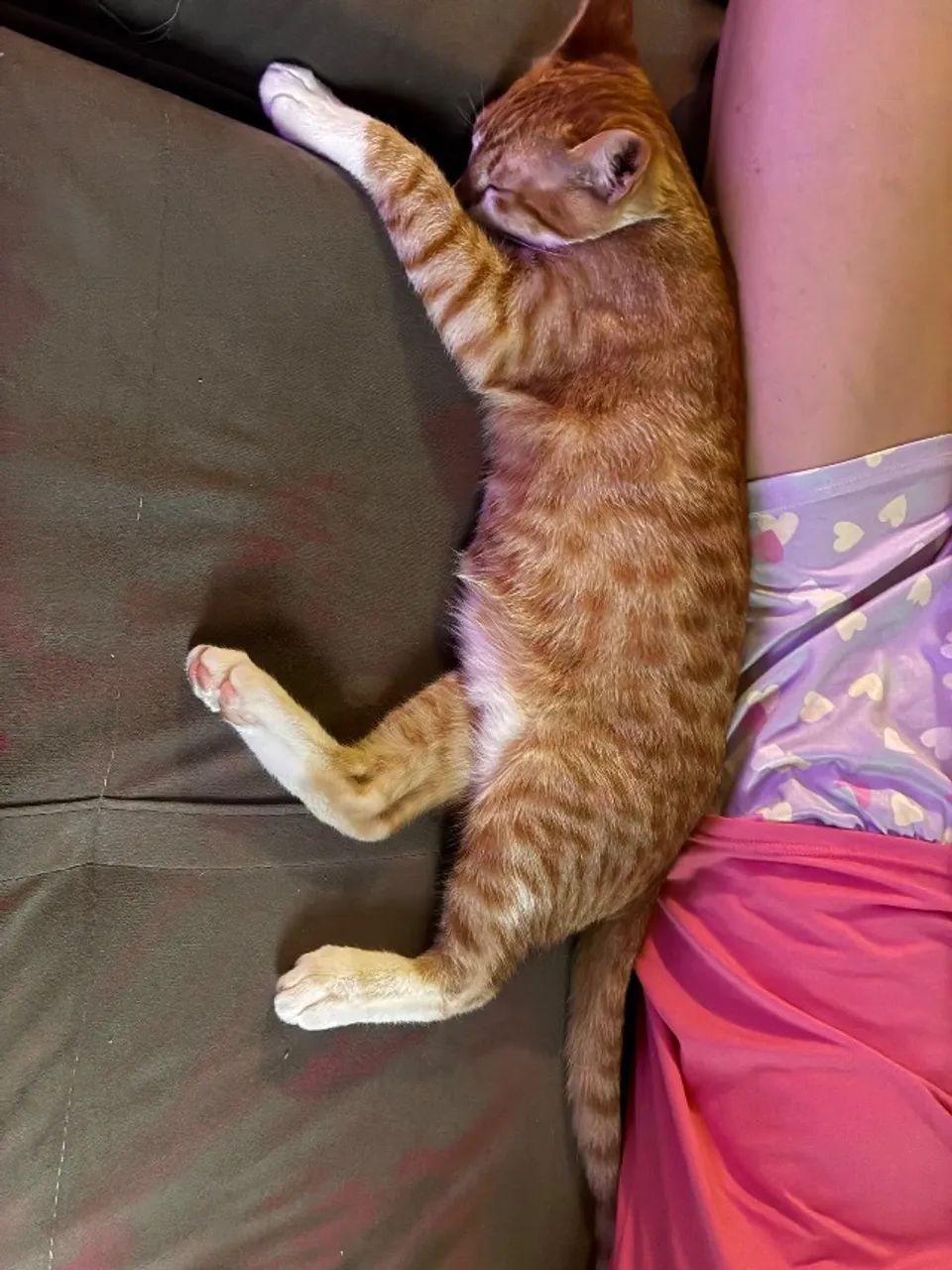 Gato  - Foto 4