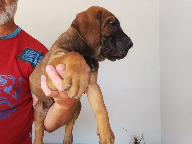 Fila Brasileiro - Foto 3