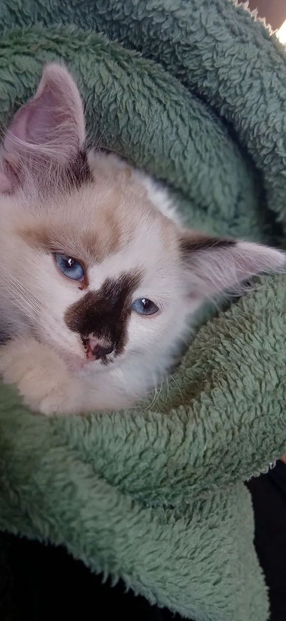 Doação Gata raça ANGORA? - Foto 4