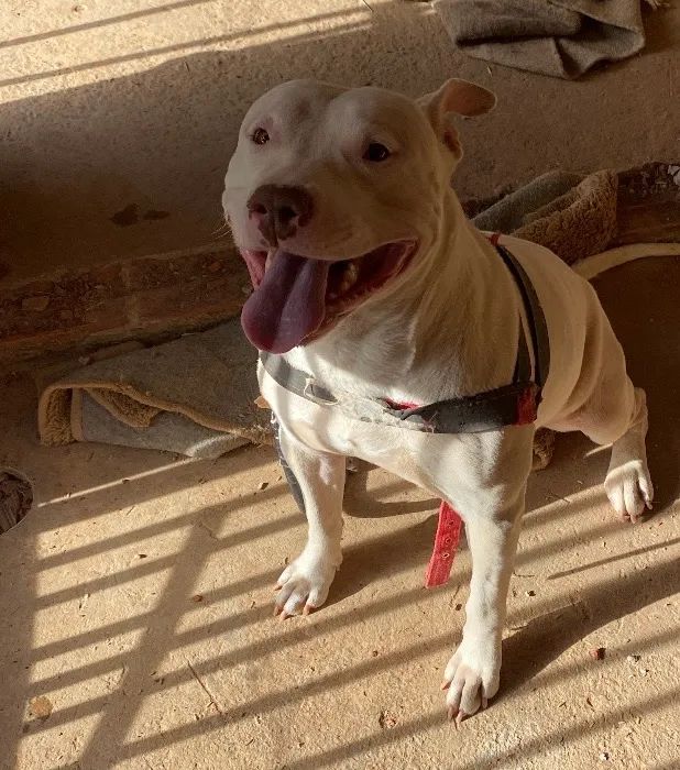 American bully - Foto 2