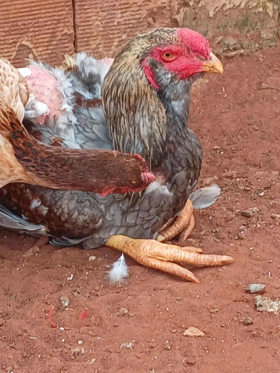  frangas e frangos índio gigantes e polacos gigantes ! - Foto 5
