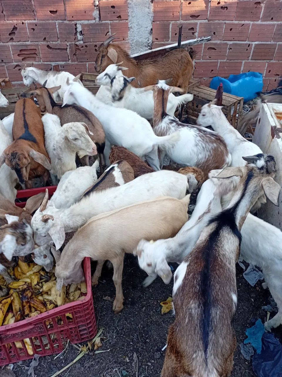 Cabras e cabritos  - Foto 2
