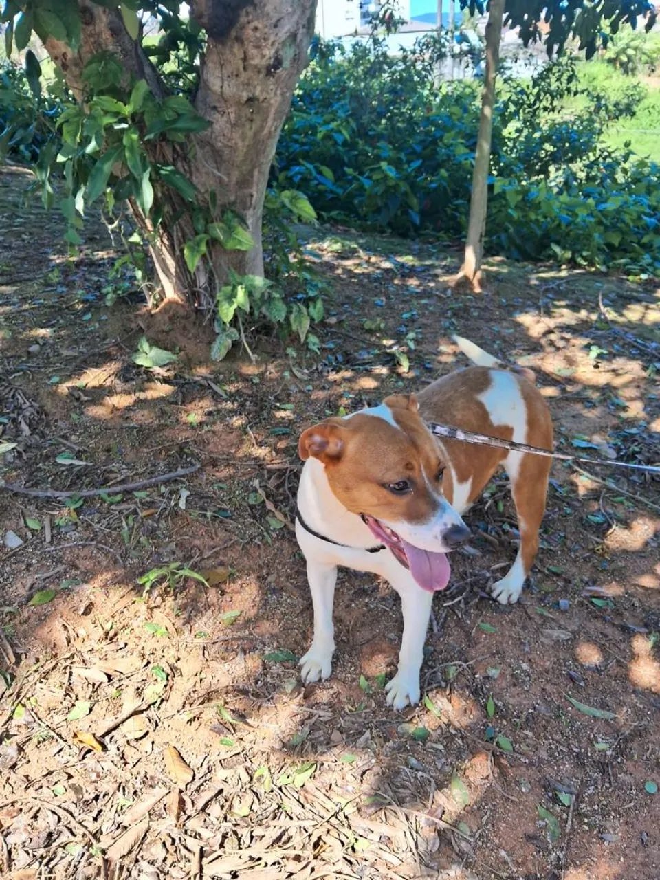 Amendoim lindo esperto ADOÇÃO !! - Foto 4