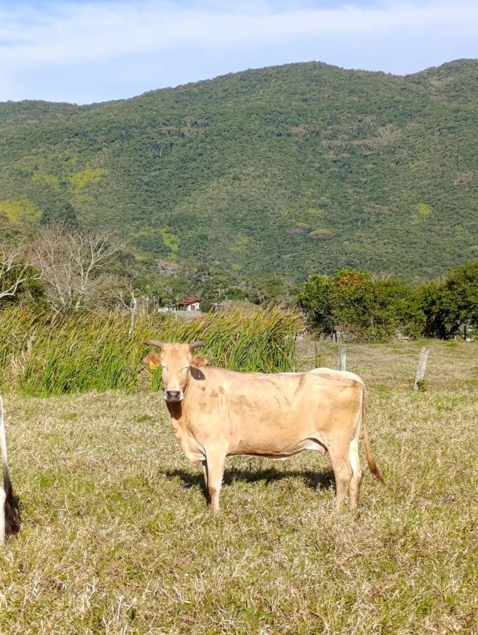 3 vacas mestiças a 9.5 R$ o kg - Foto 3