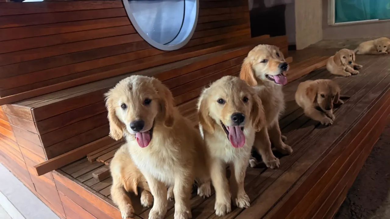 Golden retriever  - Foto 2