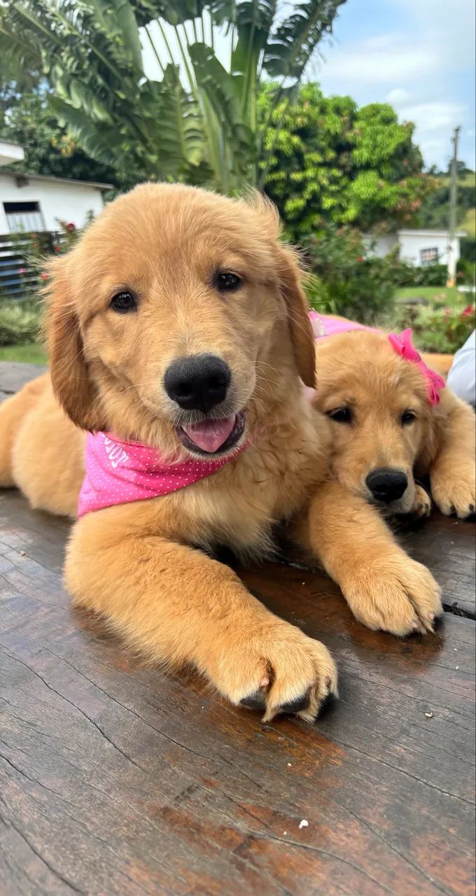 Golden Retriever 