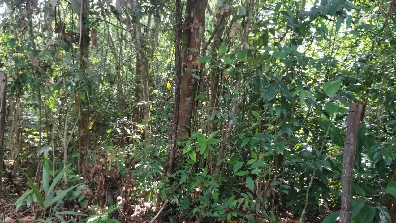 Terreno com olho d'água corrente - Foto 4